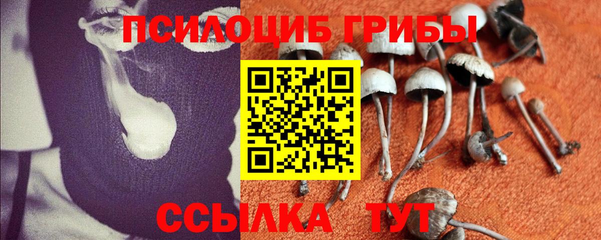 Галлюциногенные грибы Psilocybe Гурьевск